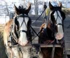 Two horses pulling a wagon