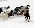 Herd of horses running in snow