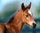 Foal beautiful