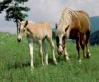 Mare and foal walking on the prairie