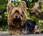 Terrier dog with long hair