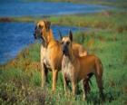 Pair of Great Danes