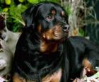 Rottweiler guard dog