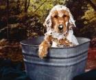 Puppy or small dog taking a bath