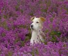 Fox Terrier in the field