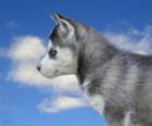 Puppy, Siberian Husky