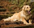 Golden retriever, in the garden