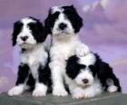 Three beautiful puppies