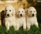 Three golden retriever puppies