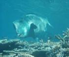 Dugong