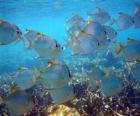 Flock of fish illuminated by the Sun