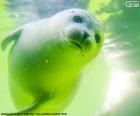 The seal is mammal adapted to live in aquatic environments