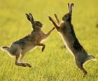 two hares jumping