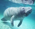 A manatee, a peaceful herbivorous marine mammal