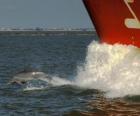 dolphin swimming and jumping in front of a boat