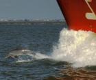 dolphin swimming and jumping in front of a boat