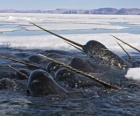 the male narwhal has an enormous tusk of up to three meters in length