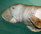 the dugong is a herbivorous sirenian eat algae on the shores of Indian Ocean