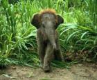 baby elephant