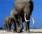 Elephants walking