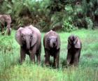 three small elephants