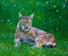 resting lynx
