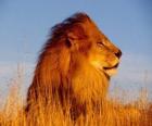 the male lion with his mane