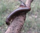Chilopoda popularly known as centipedes and millipedes