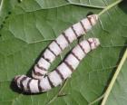 silkworm obtained from cocoons of the silk thread