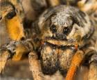 A tarantula, a large spider with long legs full of hairs