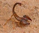 Scorpion from the order of arachnids