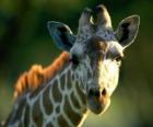 A friendly giraffe head