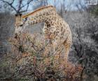 Giraffe eating leaves from a bush