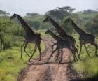 group of giraffes crossing a road
