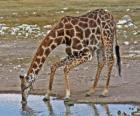 giraffe drinking at a pond