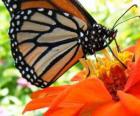 butterfly on a flower