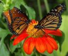 two beautiful butterflies face to face