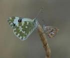 butterflies resting on a plant