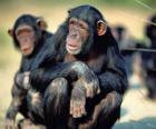 Chimpanzee sitting on the floor