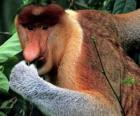 The Proboscis Monkey (Nasalis larvatus) is also known as the Monyet Belanda in Malay, the Bekantan in Indonesian or simply the Long-nosed Monkey. 