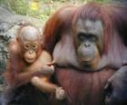 orangutan with her baby