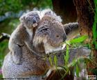 Koala with her son in the back going up a tree