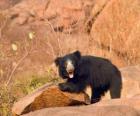 Sloth bear walking awkwardly on the ground