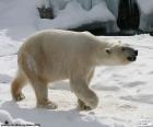 Polar bear