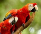 Two parakeets or parrots on a branch