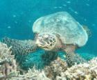 the large green turtle