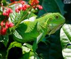 Green iguana or common iguana its color allows you to be confused with the vegetation