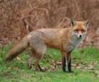 the Red Fox