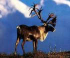 the Reindeer or Caribou