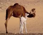 The Dromedary or Arabian camel